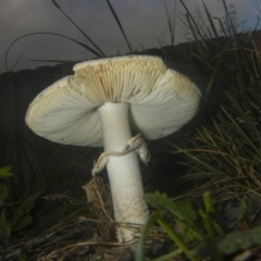 zz agaric (stem; gills white/cream) at Higgins, ACT - 18 Dec 2018