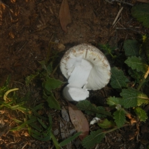 zz agaric (stem; gills white/cream) at Higgins, ACT - 18 Dec 2018 07:07 PM