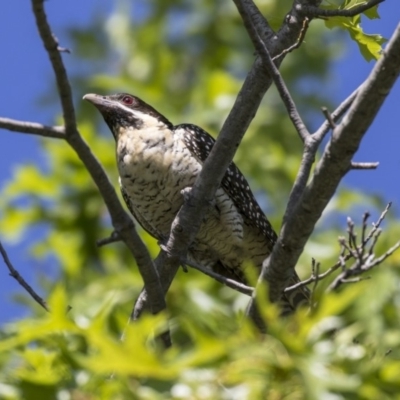 Eudynamys orientalis (Pacific Koel) at Higgins, ACT - 18 Dec 2018 by AlisonMilton