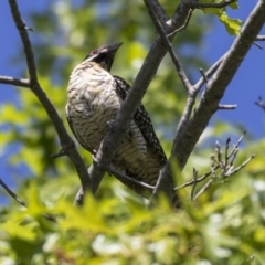 Eudynamys orientalis at Higgins, ACT - 18 Dec 2018 08:26 AM