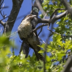 Eudynamys orientalis at Higgins, ACT - 18 Dec 2018