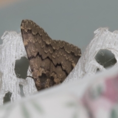 Mormoscopa phricozona (A Herminiid Moth) at Higgins, ACT - 18 Dec 2018 by AlisonMilton