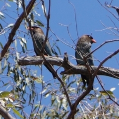 Eurystomus orientalis (Dollarbird) at Hughes, ACT - 18 Dec 2018 by JackyF