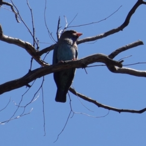 Eurystomus orientalis at Hughes, ACT - 18 Dec 2018