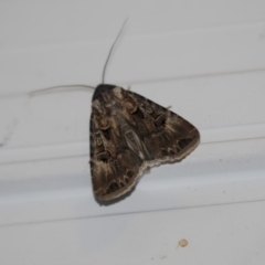 Agrotis munda (Brown Cutworm) at Higgins, ACT - 8 Dec 2018 by Alison Milton