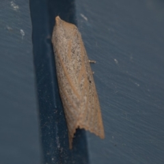 Paralaea porphyrinaria (Chestnut Vein Crest Moth) at Higgins, ACT - 14 Apr 2018 by AlisonMilton