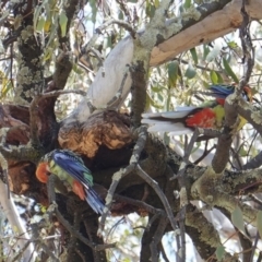 Platycercus eximius (Eastern Rosella) at Hughes, ACT - 18 Dec 2018 by JackyF