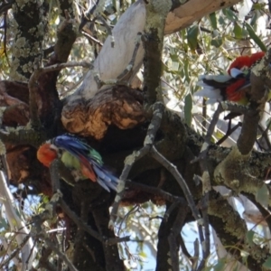 Platycercus eximius at Hughes, ACT - 18 Dec 2018 11:04 AM