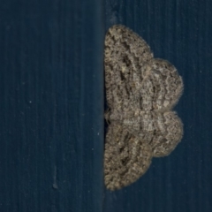 Zermizinga sinuata (Lucerne Looper, Spider Moth) at Higgins, ACT - 14 Apr 2018 by Alison Milton