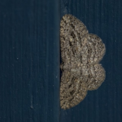 Zermizinga sinuata (Lucerne Looper, Spider Moth) at Higgins, ACT - 14 Apr 2018 by AlisonMilton