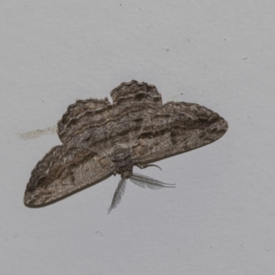 Scioglyptis chionomera (Grey Patch Bark Moth) at Paddys River, ACT - 14 Dec 2018 by AlisonMilton