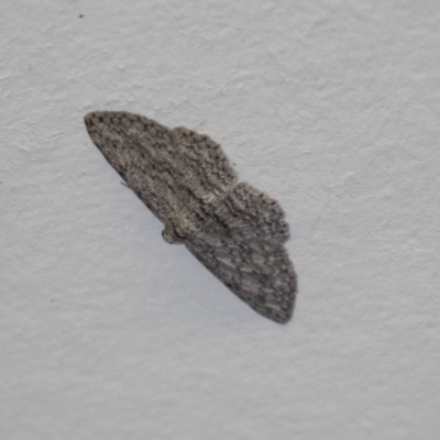 Unidentified Geometer moth (Geometridae) at Tidbinbilla Nature Reserve - 13 Dec 2018 by AlisonMilton
