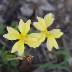 Goodenia paradoxa (Spur Velleia) at Hughes, ACT - 18 Dec 2018 by JackyF