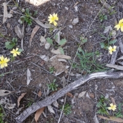 Goodenia paradoxa at Hughes, ACT - 18 Dec 2018