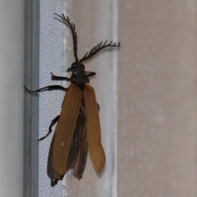 Porrostoma sp. (genus) (Lycid, Net-winged beetle) at Higgins, ACT - 8 Dec 2018 by Alison Milton
