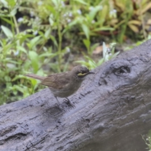 Caligavis chrysops at Paddys River, ACT - 14 Dec 2018