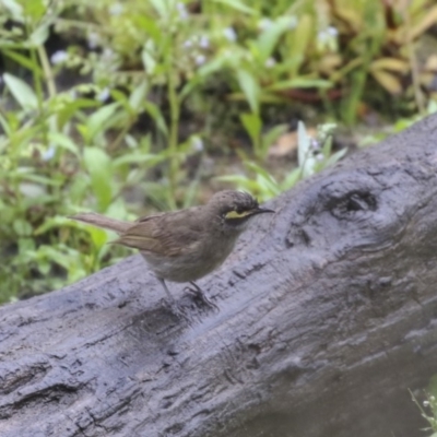 Caligavis chrysops (Yellow-faced Honeyeater) at Tidbinbilla Nature Reserve - 14 Dec 2018 by Alison Milton