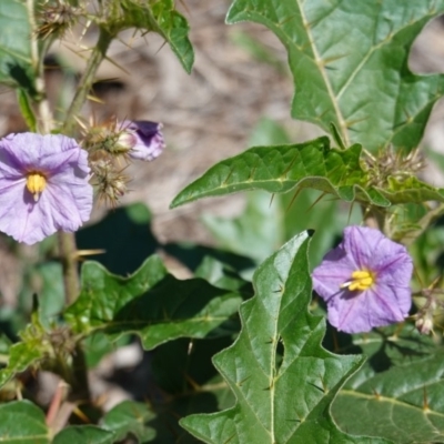 Solanum cinereum (Narrawa Burr) at Federal Golf Course - 19 Dec 2018 by JackyF