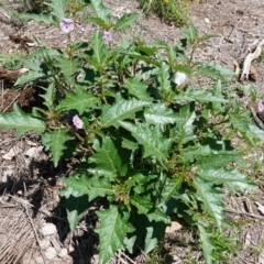 Solanum cinereum at Hughes, ACT - 19 Dec 2018