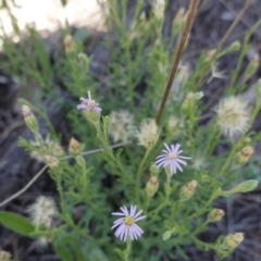 Vittadinia cuneata var. cuneata (Fuzzy New Holland Daisy) at Federal Golf Course - 18 Dec 2018 by JackyF