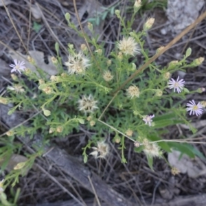 Vittadinia cuneata var. cuneata at Hughes, ACT - 18 Dec 2018 11:32 AM