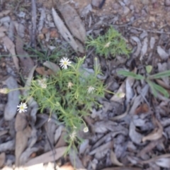 Vittadinia muelleri (Narrow-leafed New Holland Daisy) at Federal Golf Course - 18 Dec 2018 by JackyF