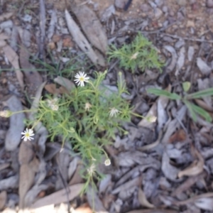 Vittadinia muelleri at Hughes, ACT - 18 Dec 2018 11:45 AM