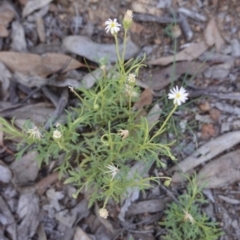 Vittadinia muelleri at Hughes, ACT - 18 Dec 2018 11:45 AM