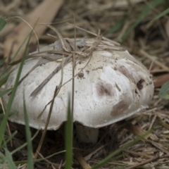 Agaricus sp. (Agaricus) at Fyshwick, ACT - 16 Dec 2018 by Alison Milton