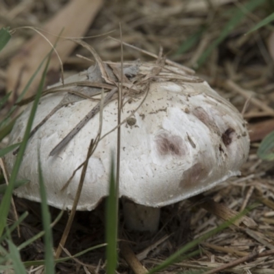 Agaricus sp. (Agaricus) at Jerrabomberra Wetlands - 16 Dec 2018 by Alison Milton