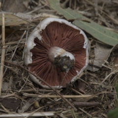 Agaricus sp. at Fyshwick, ACT - 16 Dec 2018