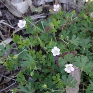 Geranium solanderi var. solanderi at Hughes, ACT - 18 Dec 2018 11:28 AM