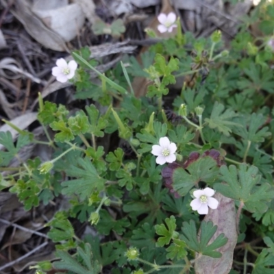 Geranium solanderi var. solanderi (Native Geranium) at Hughes, ACT - 18 Dec 2018 by JackyF