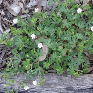 Geranium solanderi var. solanderi at Hughes, ACT - 18 Dec 2018