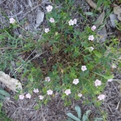 Geranium solanderi var. solanderi at Hughes, ACT - 18 Dec 2018 11:28 AM