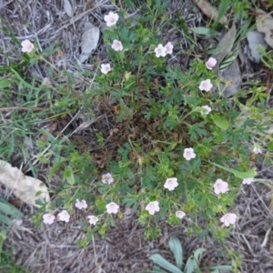 Geranium solanderi var. solanderi at Hughes, ACT - 18 Dec 2018