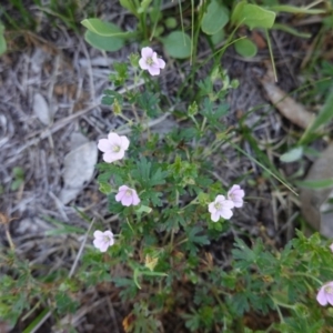 Geranium solanderi var. solanderi at Hughes, ACT - 18 Dec 2018