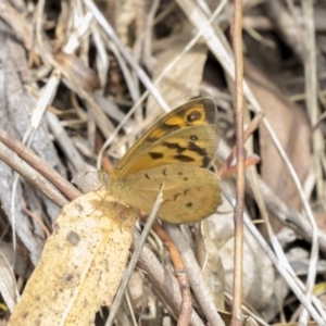 Heteronympha merope at Fyshwick, ACT - 16 Dec 2018 10:35 AM