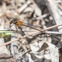 Nososticta solida (Orange Threadtail) at Kingston, ACT - 16 Dec 2018 by AlisonMilton