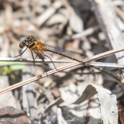 Nososticta solida (Orange Threadtail) at Jerrabomberra Wetlands - 16 Dec 2018 by AlisonMilton