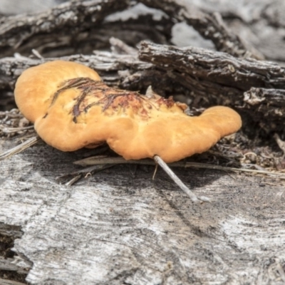 Unverified at Jerrabomberra Wetlands - 16 Dec 2018 by AlisonMilton