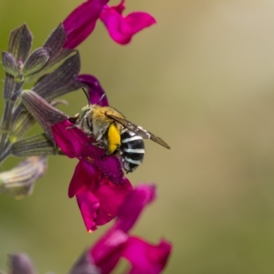 Amegilla (Zonamegilla) asserta (Blue Banded Bee) at Higgins, ACT - 9 Dec 2018 by AlisonMilton