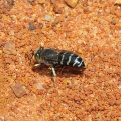 Bembix sp. (genus) (Unidentified Bembix sand wasp) at ANBG - 18 Dec 2018 by TimL