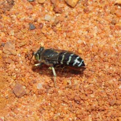 Bembix sp. (genus) (Unidentified Bembix sand wasp) at Canberra Central, ACT - 18 Dec 2018 by TimL