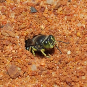 Bembix sp. (genus) at Canberra Central, ACT - 18 Dec 2018
