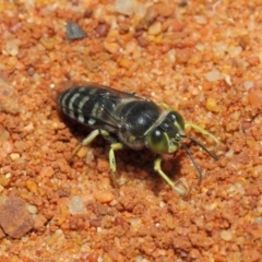 Bembix sp. (genus) at Canberra Central, ACT - 18 Dec 2018