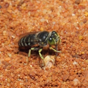 Bembix sp. (genus) at Canberra Central, ACT - 18 Dec 2018 12:08 PM