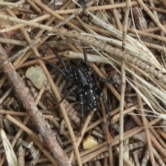 Nyssus albopunctatus (White-spotted swift spider) at Fyshwick, ACT - 16 Dec 2018 by Christine