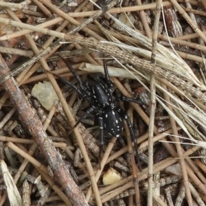 Nyssus albopunctatus at Fyshwick, ACT - 16 Dec 2018