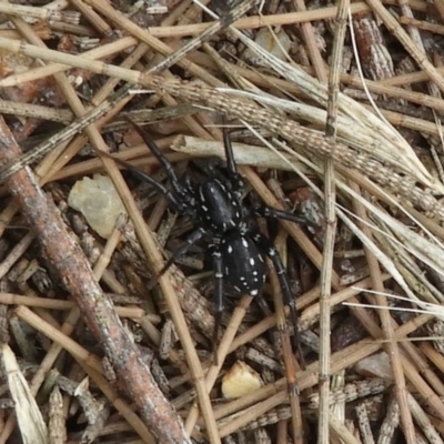 Nyssus albopunctatus (White-spotted swift spider) at Jerrabomberra Wetlands - 16 Dec 2018 by Christine